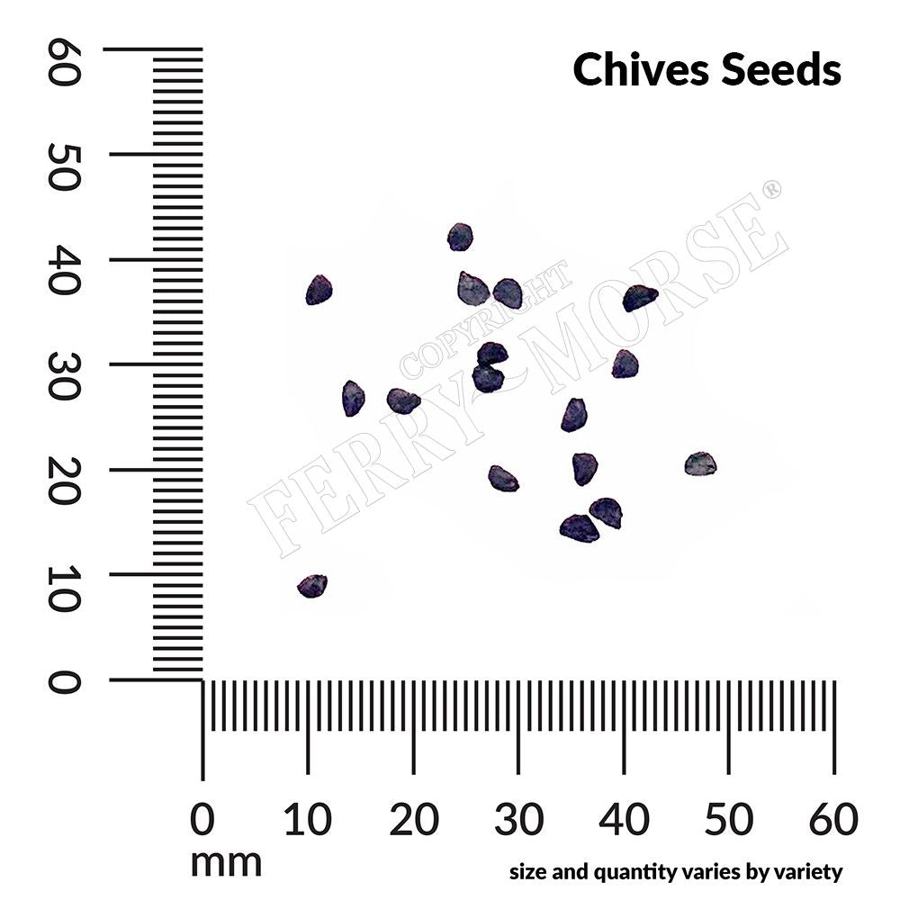 Chives seed spill and measurements